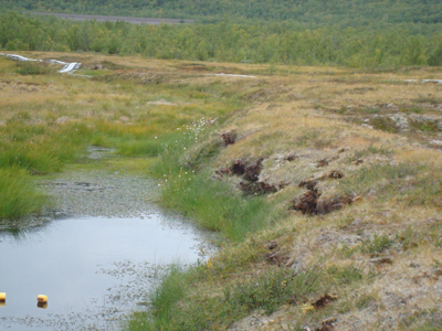 Permafrost collapsing north of the Arctic Circle, in Abisco, Sweden. (Photos courtesy of Jeff Chanton)