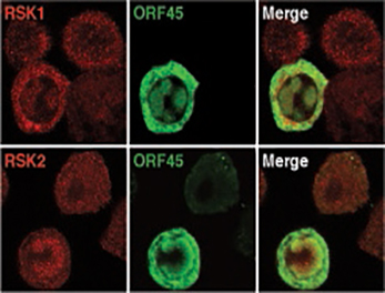 KSHV ORF45 activates cellular ribosomal S6 kinases 1 (RSK1) and RSK2, and recruits them to the viral replication compartment in the nucleus. (Courtesy of Fanxiu Zhu)
