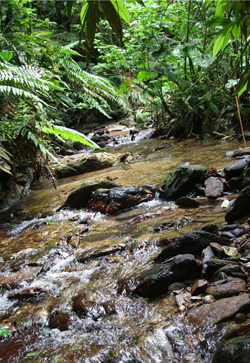 The Lower La Laja River in Trinidad is one of four streams used as guppy introduction sites.