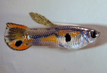 A male guppy from the upper mountain streams of Trinidad; upstream males are brightly colored compared to downstream males and, like females, grow more slowly, are more herbivorous, and live longer than downstream fish.