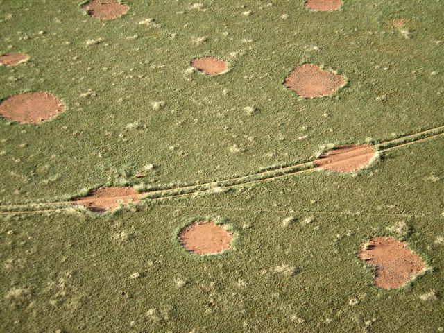 Namibian'fairy circles' seen from low altitude.