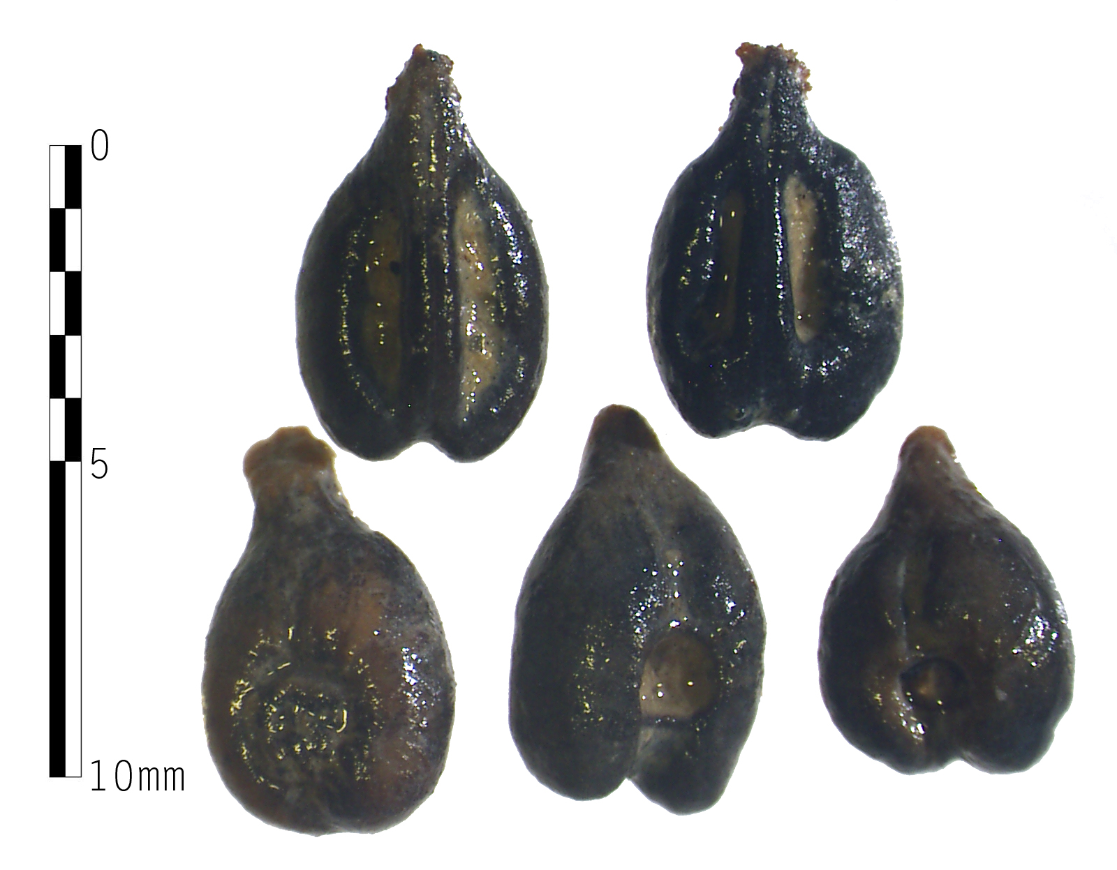 They may not look like much to the untrained eye, but these ancient Roman grape seeds, believed to back to the 1st century A.D., could provide “a real breakthrough” in the understanding of the history of Chianti vineyards in the area, de Grummond says.