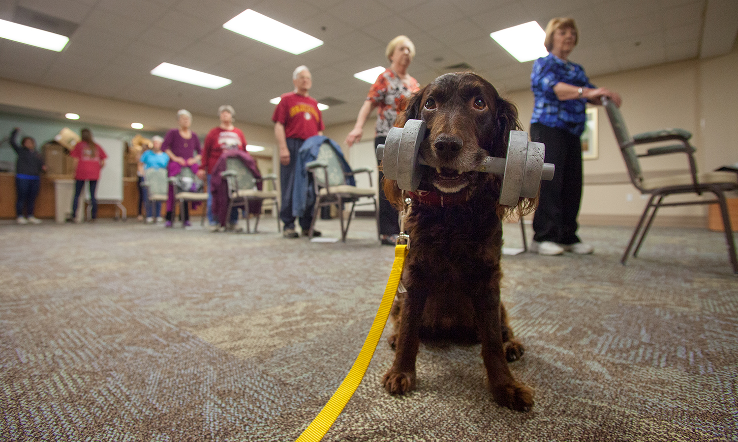 Canines and senior citizens are paired in a unique FSU fitness study.