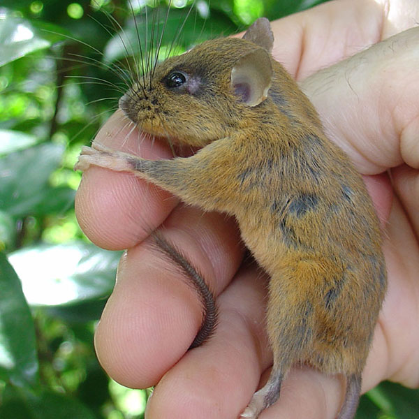 Researchers find exceptional species diversity on island ...