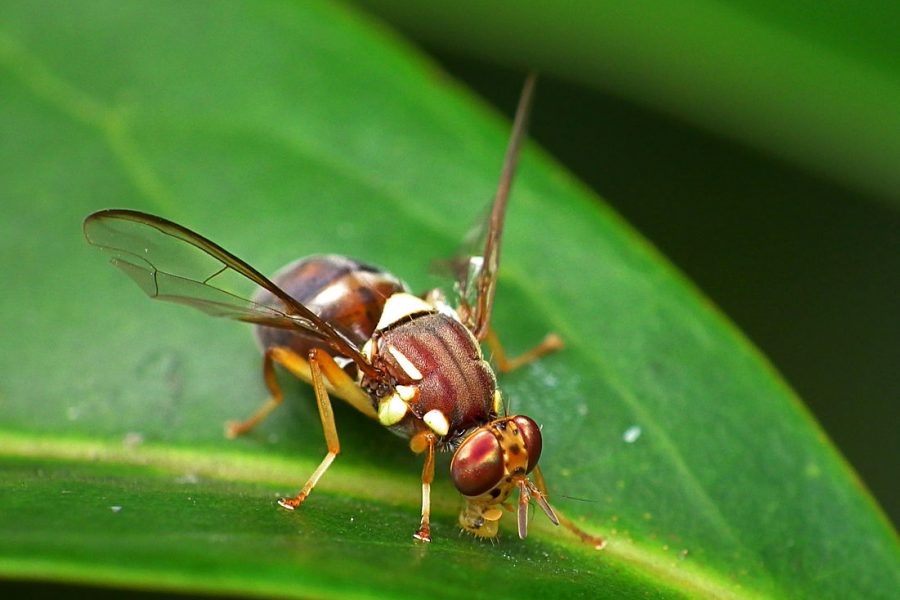 Do fruit flies hold clues to cancerous tumors in humans?