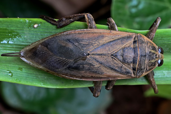 Lethocerus indicus