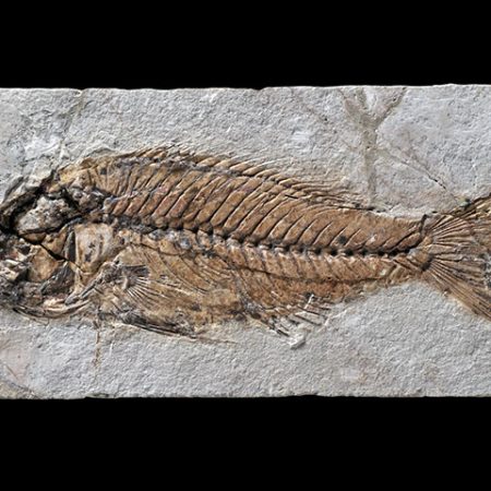 Sparnodus elongatus agassiz, 1839: Fossilized fish from the Paleogene