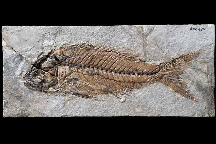 Sparnodus elongatus agassiz, 1839: Fossilized fish from the Paleogene