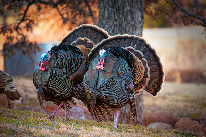 Native Americans were managing and raising turkeys as early as 1200 – 1400 A.D.