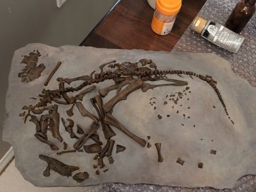 Embryonic remains of Hypacrosaurus. (Photo credit: Darla Zelenitsky, University of Calgary)