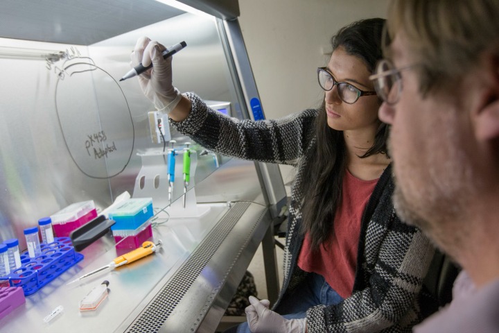 The work being done by FSU undergraduate biology students puts the university on the vanguard of international CRISPR education and research.