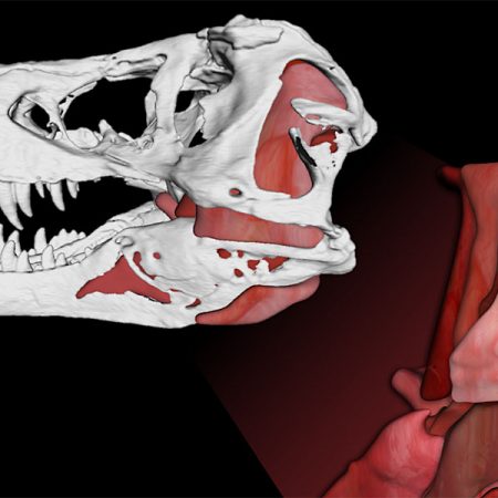 Jaw muscles in Tyrannosaurus rex that helped it generate 8,000-pound bite forces and an astounding 431,000 pounds per square inch of bone-failing tooth pressures.