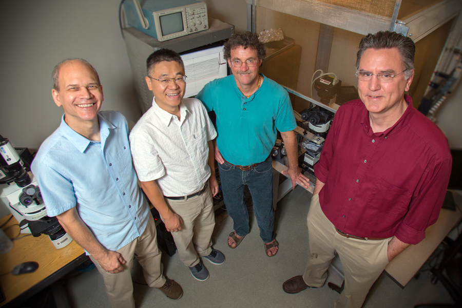 Professors Rick Hyson, Wei Wu, Richard Bertram and Frank Johnson lead a unique interdisciplinary unit at FSU focusing on how electrical brain impulses in a bird translate into a behavior. They say birdsong is a good model to understand how the human brain learns speech.