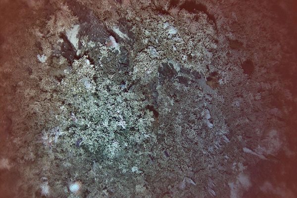 FSU researcher makes deep-sea coral reef discovery in depths of North ...