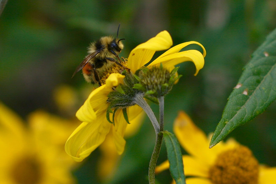 Bombus bifarius, one of the three species of bumble bees studied by researcher Jane Ogilvie and her team.