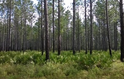 Apalachicola National Forest is the largest U.S. National Forest in the state of Florida, encompassing 632,890 acres.