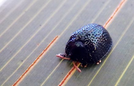 Mutz and her collaborators studied a hardy species of tortoise beetle endemic to the Apalachicola National Forest.