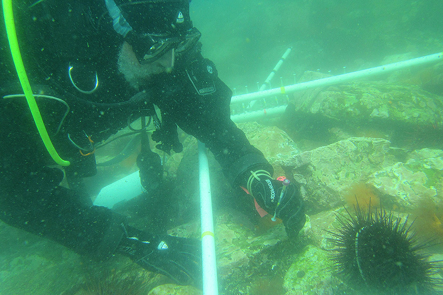 During his research, Chair and Professor of Biological Science Don Levitan induced male sea urchins to spawn using a potassium chloride solution. Later, he collected tiny parcels of sea water in syringes stocked with unfertilized eggs. (Photo: Keeha Levitan)