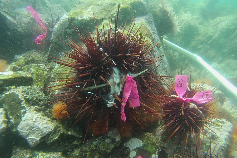 Male sea urchins spawning off the Pacific coast of Canada. Individuals were tagged, mapped and geotyped for parentage analysis and sequencing of sperm proteins. (Photo: Kevin Olsen)