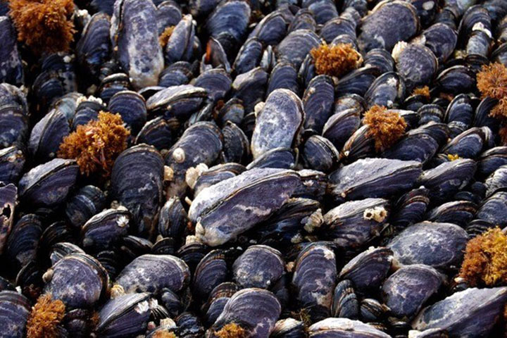 McCoy and her team found that increased ocean acidification is affecting California mussel shells on a fundamental structural level. (Photo: Sophie McCoy.)