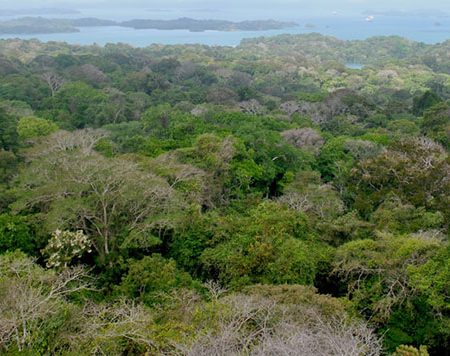 Pau conducted her research on the remote Barro Colorado Island, located in the middle of the Panama Canal.