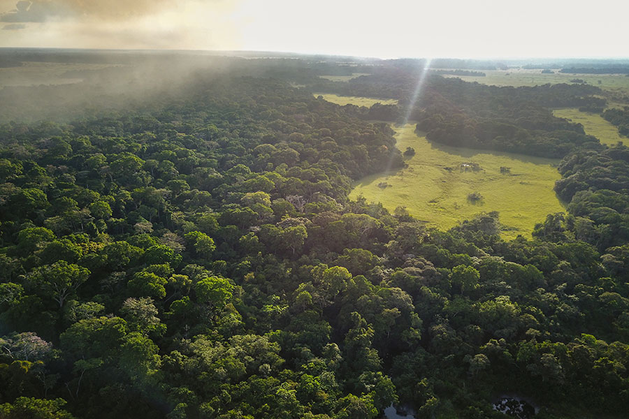 High levels of nitrogen deposition could be over-fertilizing the lush Congolese forests, ultimately leading to reduced biodiversity.