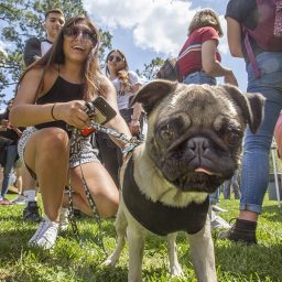 Ozzie the pug enjoying the great weather. (Photo: UC Photography Services)