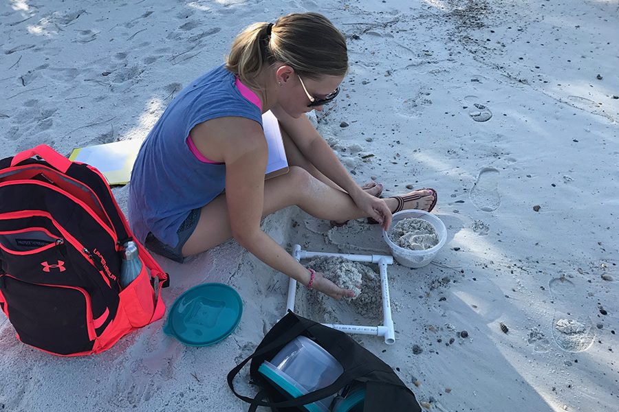 EOAS student researcher Victoria Beckwith surveyed 10 important loggerhead turtle nesting beaches along the Gulf coast. Microplastics were present at each site.