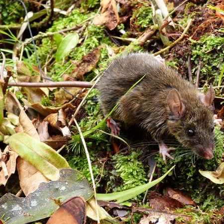 Mt Halcon forest mouse on Mindoro Island in the Philippines. (Credit L.R. Heaney, The Field Museum)