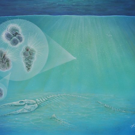 The three hair-covered forms (left) represent species of plankton found inside the crater. The geometric form (bottom left) is a species of algae. Small organisms like these moved into the crater so quickly that bones from animals that were killed by the impact, such as the mosasaur pictured here, may have still been visible. (Credit: Original art by John Maisano, University of Texas Jackson School of Geosciences.)