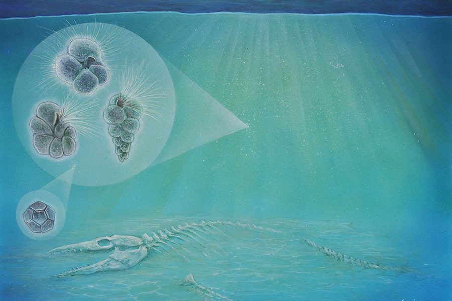 The three hair-covered forms (left) represent species of plankton found inside the crater. The geometric form (bottom left) is a species of algae. Small organisms like these moved into the crater so quickly that bones from animals that were killed by the impact, such as the mosasaur pictured here, may have still been visible. (Credit: Original art by John Maisano, University of Texas Jackson School of Geosciences.)