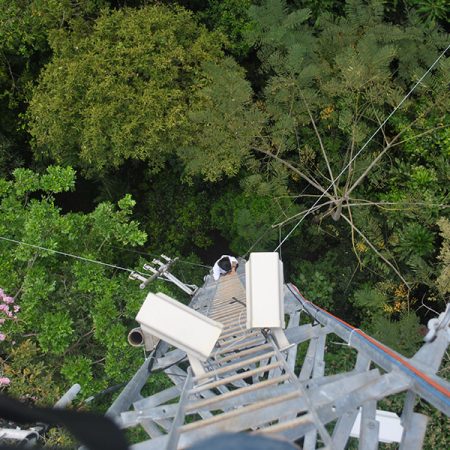 Perched in towers high above the treetops, Pau and her team had a panoramic view of the forest canopies.