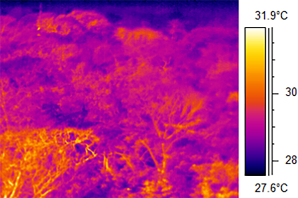 Using a refined thermal imaging system, Pau was able to record detailed breakdowns of canopy temperature changes over several months.