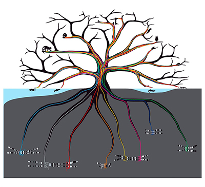 Florida State’s Center for Anchored Phylogenomics uses an advanced method developed by FSU faculty to produce detailed, reliable evolutionary trees faster and more cost effectively than previous methods.