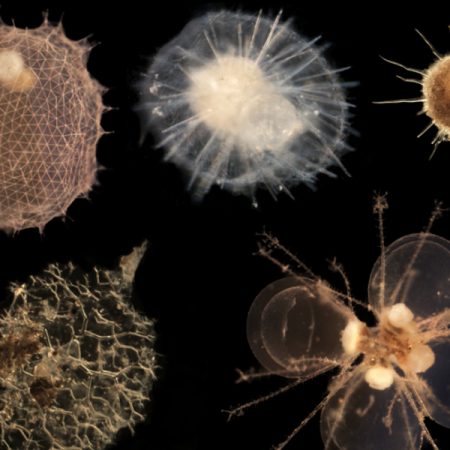 Stukel and his team found that hordes of microorganisms called phaeodarians, depicted above, could be playing an outsized role in the global carbon cycle.