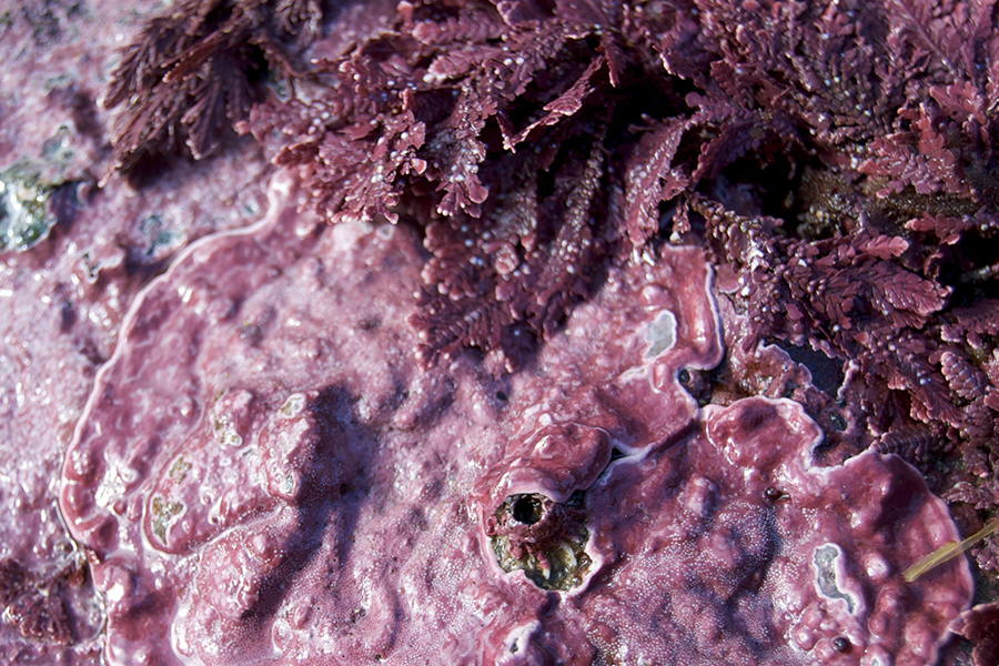 Coralline algae have a hard skeleton and are often pink, red, purple, yellow or gray-green.