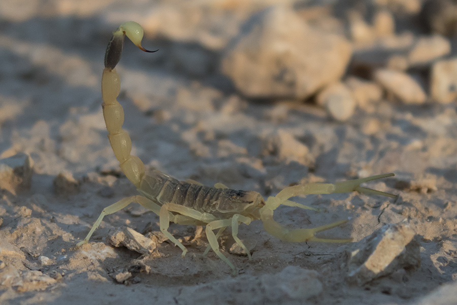 The deathstalker scorpion, pictured here, produces a toxin that has been used to treat and operate on brain tumors.