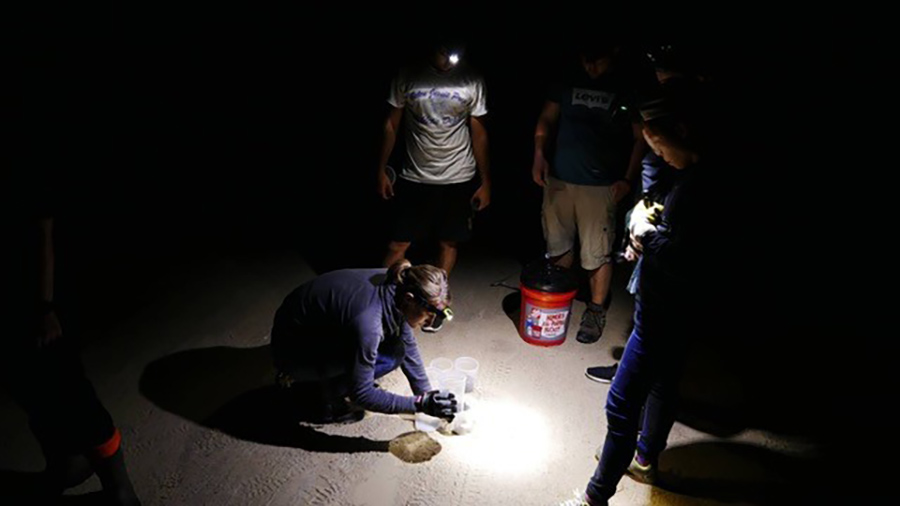 Ward said that collecting scorpions in cups and sending them to experts can help researchers better determine the venom profiles of different species.