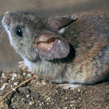 Researchers examined how rodents of the Sigmodontinae family branched out into 400 species across South America. (Peter Meserve and Mammal Images Library of the American Society of Mammalogists.)