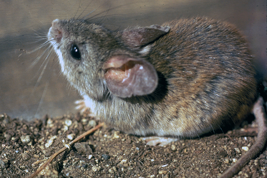 Researchers examined how rodents of the Sigmodontinae family branched out into 400 species across South America. (Peter Meserve and Mammal Images Library of the American Society of Mammalogists.)