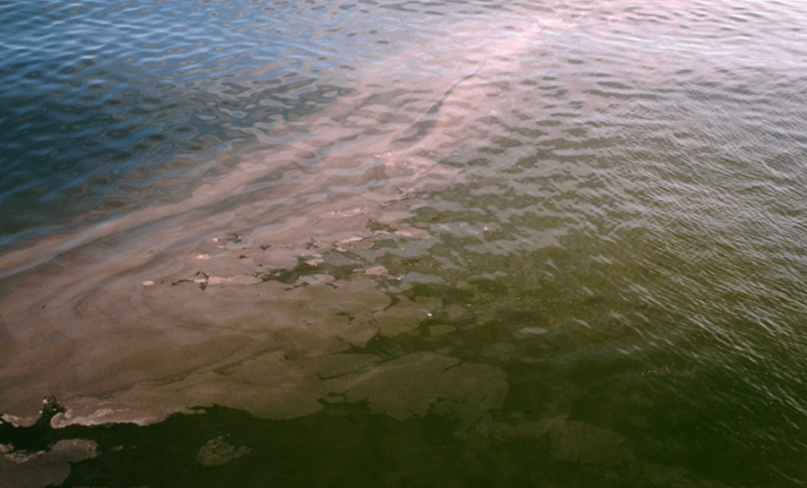 Researchers found that a Florida-specific strain of the red tide-causing algae is able to thrive in a variety of CO2 concentrations. Credit: Florida Fish and Wildlife Commission.