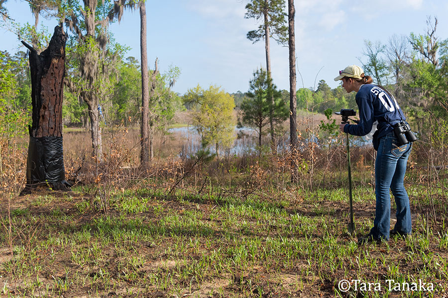 Graduate student Jessica Cusick aided Associate Professor Emily DuVal and Tall Timbers ecologist Jim Cox on this work.