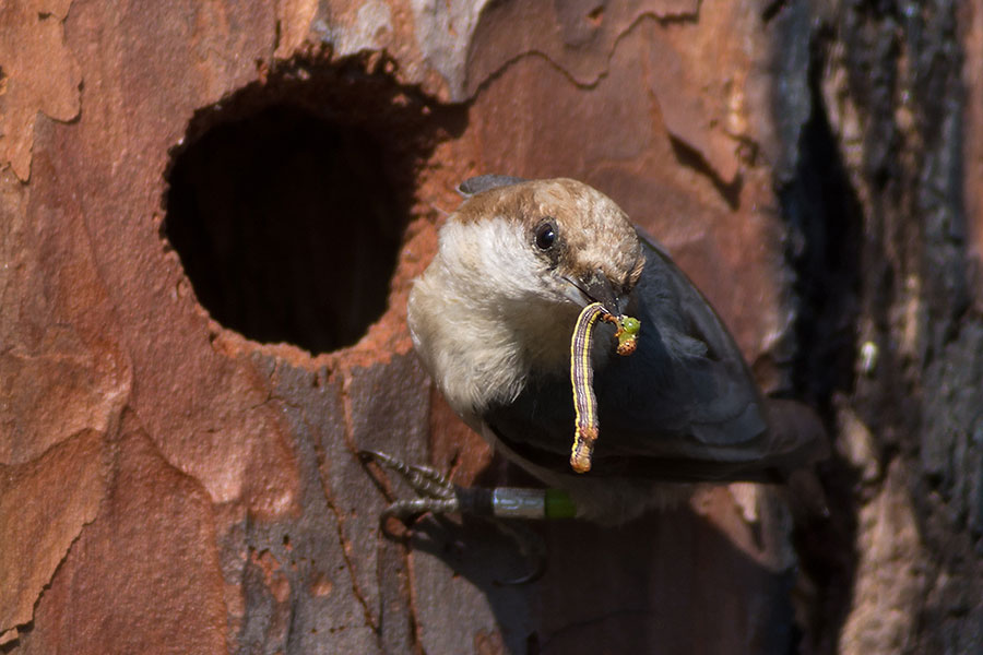 Researchers from Florida State University and the Tallahassee-based Tall Timbers Research Station found that when fewer mates were available for brown-headed nuthatches, these small pine-forest birds opted to stay home and help their parents or other adults raise their offspring. (Photo: Tara Tanaka)
