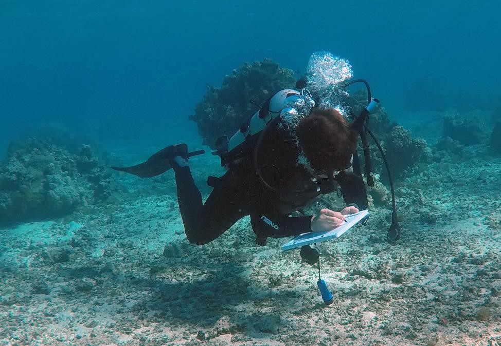 Study author and Florida State Assistant Professor Andrew Rassweiler evaluating fish abundances on the reef. (Credit: Sarah Lester)