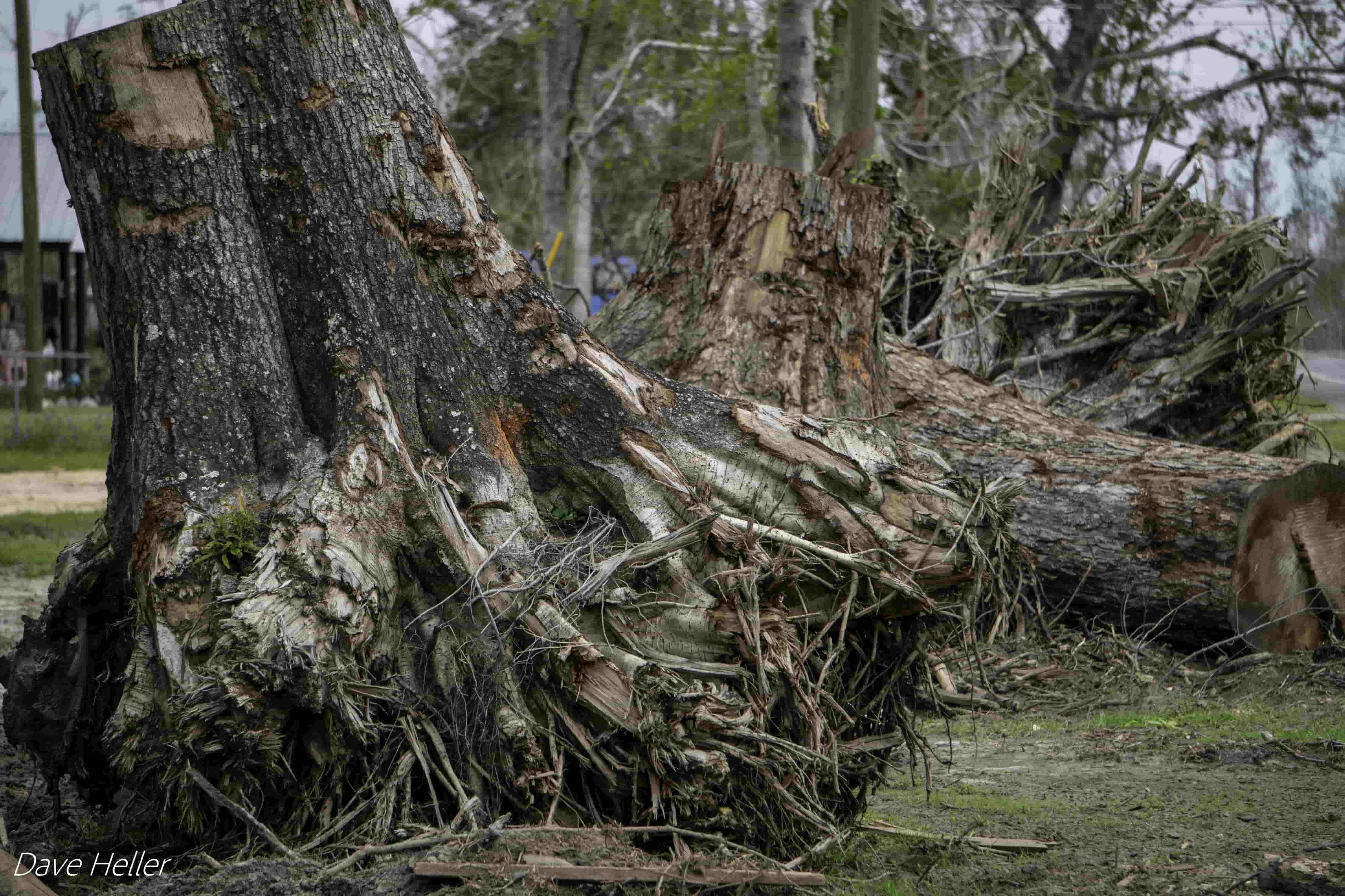 Officials warn that the thousands of uprooted trees and carpets of fallen limbs littered throughout North Florida could provide fuel for potentially catastrophic fires. Credit: Dave Heller