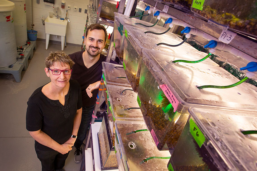 Professor of Biological Science Kimberly Hughes and postdoctoral researcher Mitchel Daniel examined the reasons behind guppy mating choices.