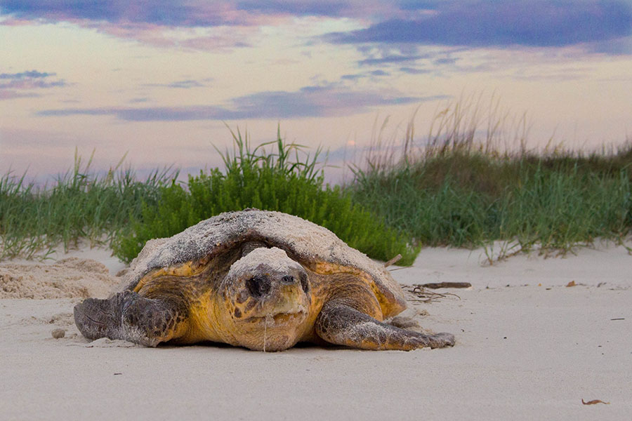 Sea Turtle Week: FSU marine biologist available to comment on importance of  these keystone species - Florida State University News