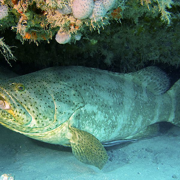 Grouper