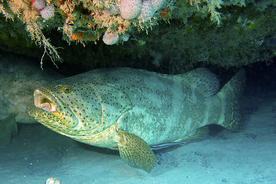 Grouper