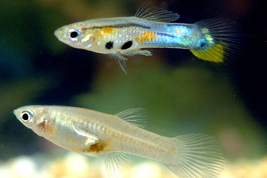 It's a family thing: FSU research shows guppies help their brothers